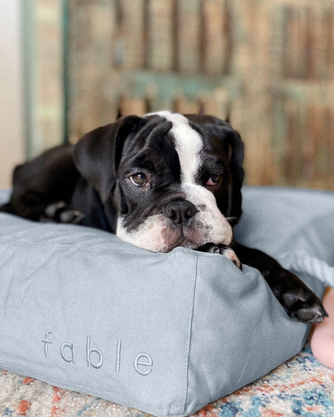 Silver Blue | M | 18-lb dog | Sizer