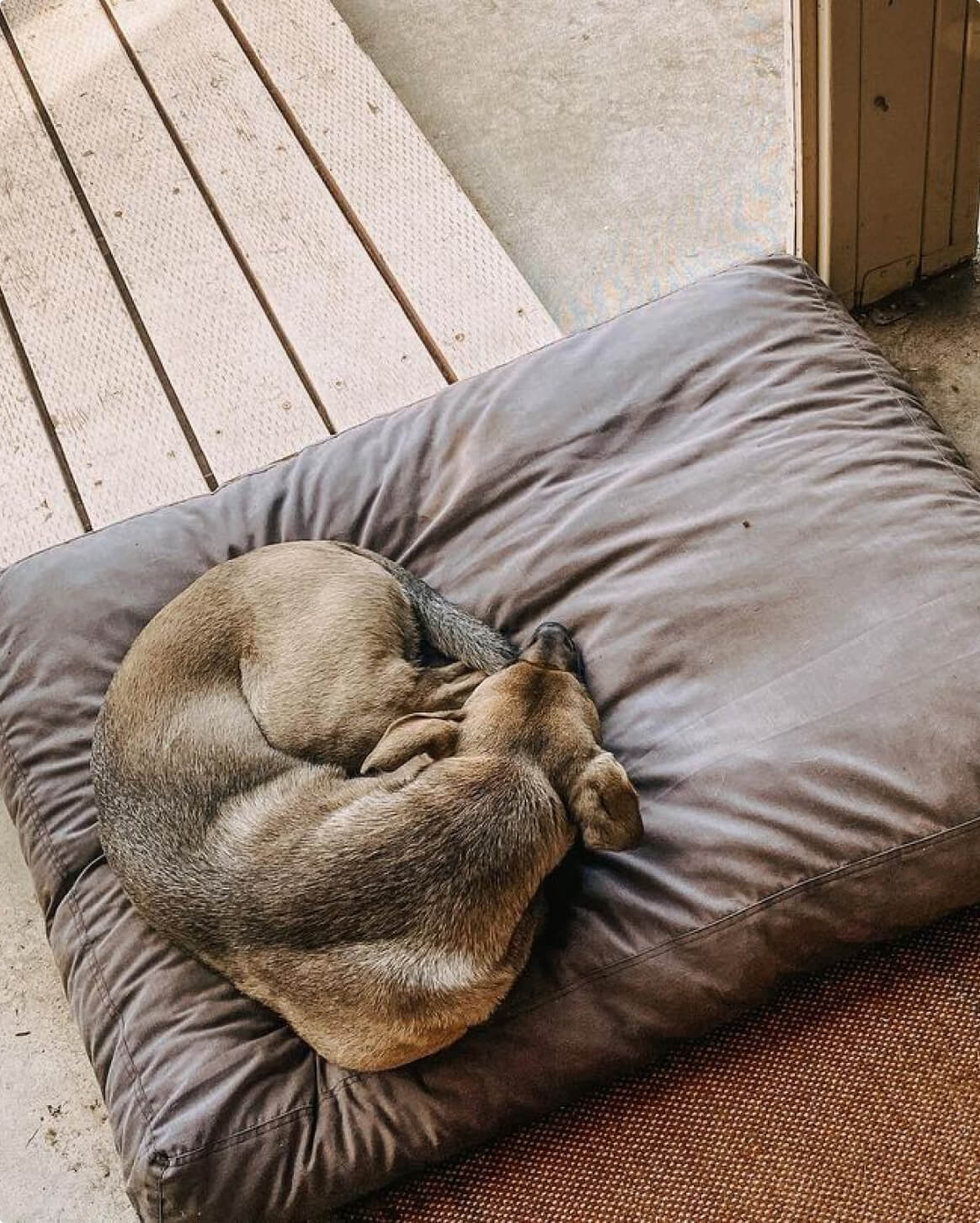 Dark Shadow | L/XL | 48-lb dog | Sizer