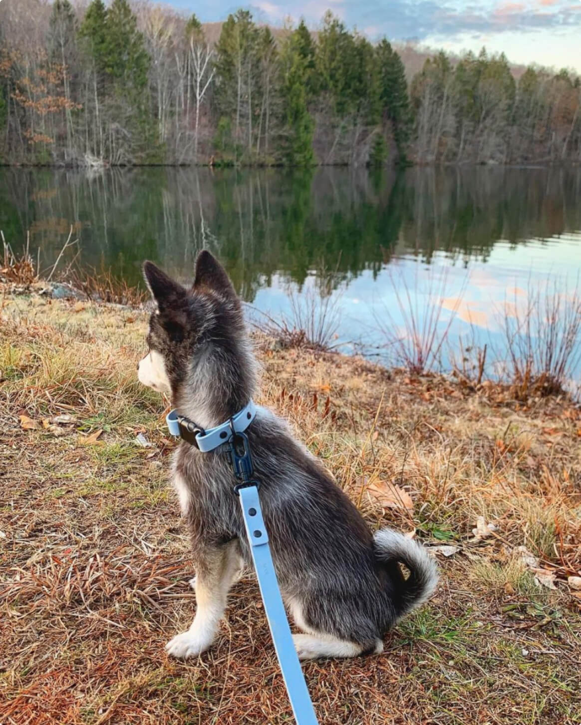 Light Blue | XS | 4-lb dog | Sizer