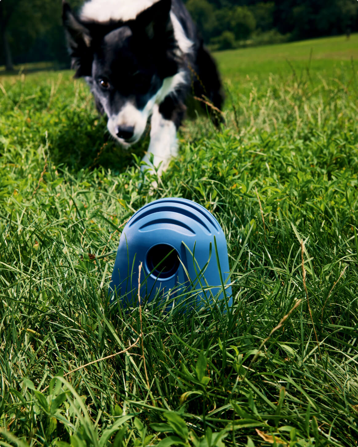 Navy | O/S | 48-lb dog | Sizer