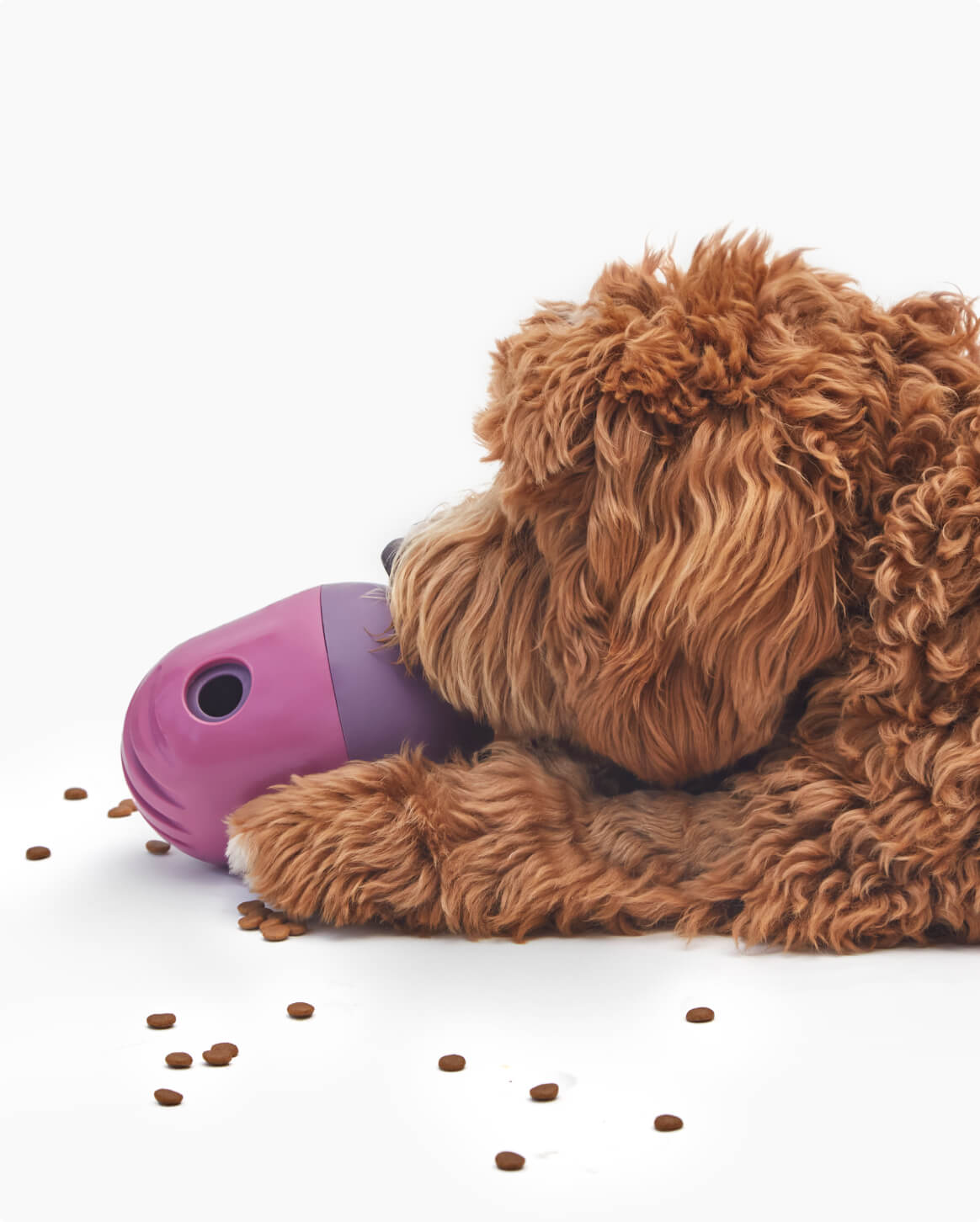 Purple | O/S | 32-lb dog | Sizer