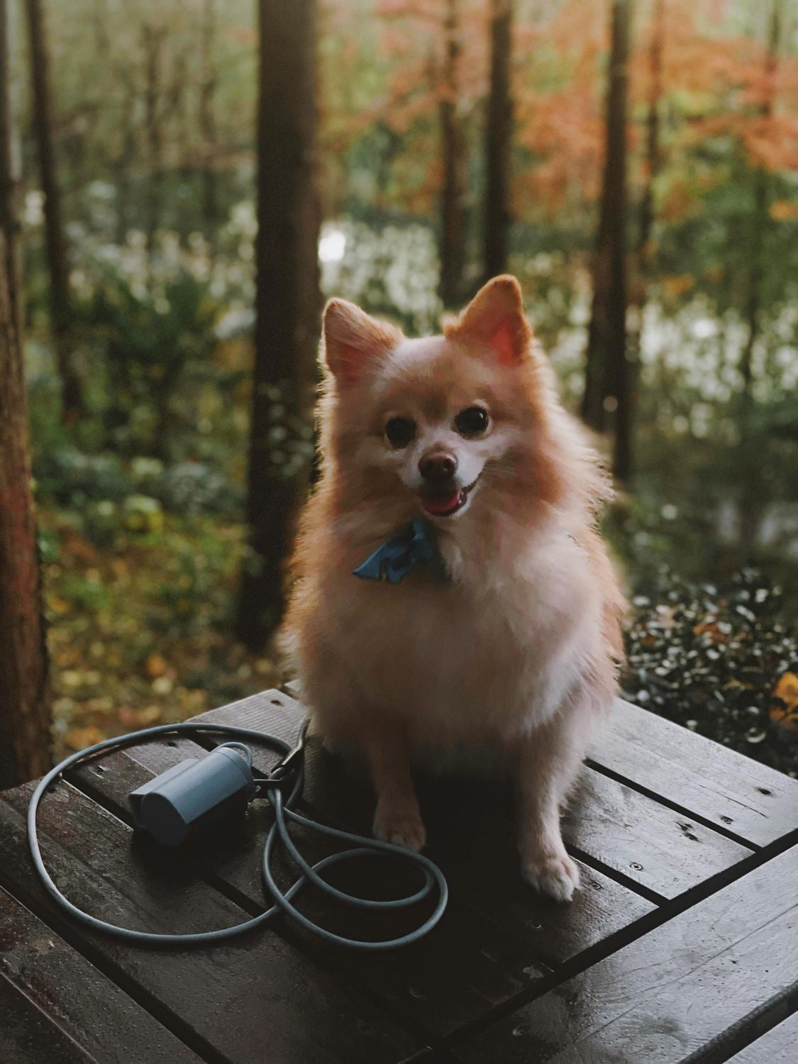 Light Blue | XS/S | 7-lb dog | Sizer