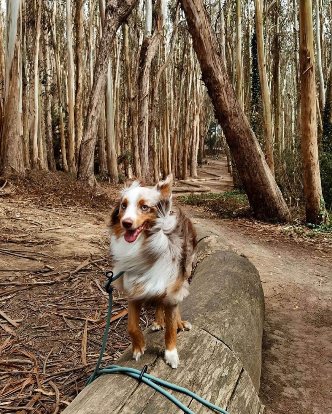 Green | XS/S | 20-lb dog | Sizer